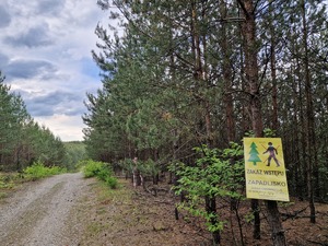 Tabliczka zakaz wstępu na zapadliska. Widok na las i drogę leśną