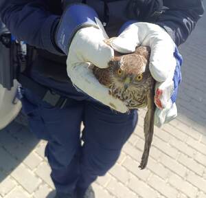 Ranny, drapieżny ptak