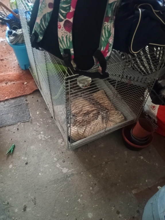 Warunki w jakich przebywały zwierzęta.