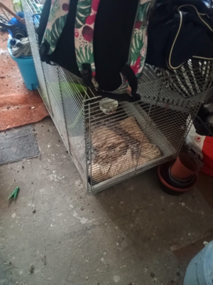 Warunki w jakich przebywały zwierzęta.