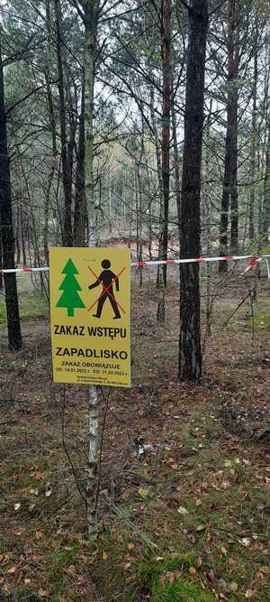 na zdjeciu widać zawieszona na drzewie żółtą tablicę informującą o zakazie wstępu na teren lęsny ze względu na powstałe zapadlisko w tle las